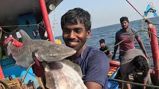 Most Satisfying Net Fishing Video | Traditional Net Catch Fishing On Sea | Latest Video | #KadalTV