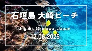 【素潜りの記録】石垣島 大崎ビーチ｜カラフルな海｜2025年12月06日