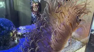 Long Tentacle Anemone Blooming