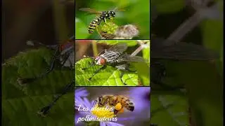 Les bienfaits des insectes pollinisateurs #agriculture #insecticida #insects #nature #animals