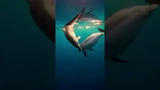 Dolphins Form a Heart Shape Underwater.      #animals #nature #naturelovers