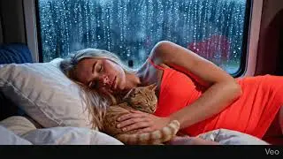 Fall Asleep Instantly 🚙 Car Rain ASMR with Purring Orange Cat 🐱 Sounds Rain Cabin Car 
