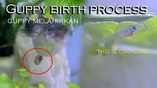 Proses Ikan Guppy Melahirkan