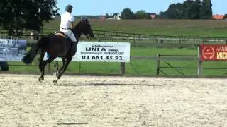 vd&c stables