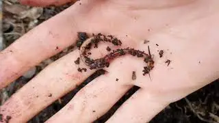 Basic Life Cycle of a Typical Earthworm