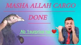 Cargo done /ab kon se birds lo👀👑/Arham shamo land 🔥
