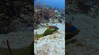The Bizarre Love Life of Sea Creatures