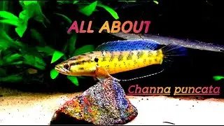 Channa punctata (Spotted Snakehead)