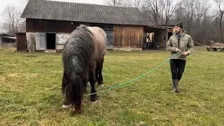 Жеребець ДАКАР та кобила СУМА/ можливий продаж.Коні у Україні.