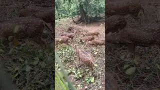 Thenmala deer park@THENAVIGATOR-zk7rf 
