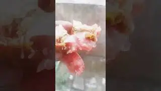 #awareness#video#insects#in#tomatoes#got#shocked#by#seeing#that#be#aware#safetytips#for#kids📣🥁🥁