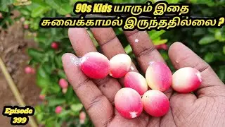 இப்படி ஒரு காயை 90s Kids யாரும் சுவைக்காமல் இருந்ததில்லை # இப்படி ஒரு பழமா இல்லை காய #கலா காய்