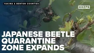 Japanese Beetle quarantine expands in Yakima & Benton Counties