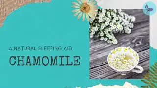 Chamomile Tea Benefits (A Natural Sleep Aid)