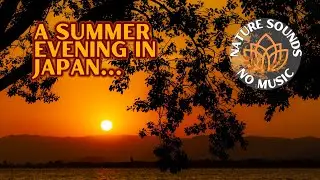 Japanese Lake Sunset- Crickets & Gentle Traffic | Relaxing Nature Sounds for Study or Sleep