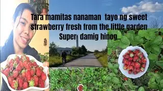 Going to mamits house and pitas sweet Strawberry/pinaylivinginserbia