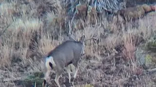 James Stalks a BIG Mule Deer Buck!