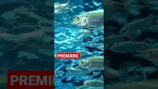 Aquarium Coral Reef  - #Shorts #Aquarium