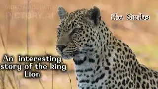 An interesting  story of the Lion _ 4k in English 🦁 