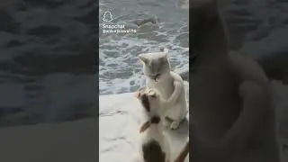 #shortvideo #vsirl#video🐱🐁