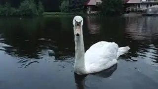 Лебеди
