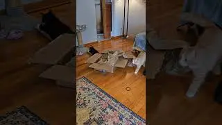 #amazing ,#cats ,#amazon ,#packaging ,#toys ,#kitten ,#claude,#bollywood