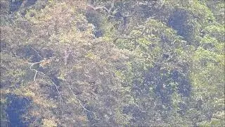 Siregol Primate Watching