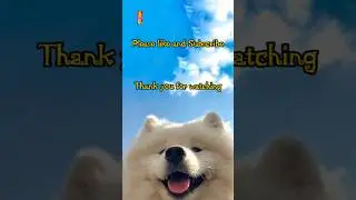Top 10 Dog Breeds #shortsvideo #share #youtubeshorts #facts #top #dog #dogs #fyp #shorts