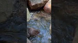 Clean water in the forest cinematic