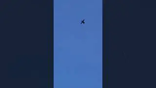 Eagle kite