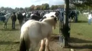 BALLINASLOE HORSE FAIR 2015
