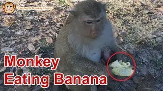 Monkey Eating Banana - Cambo Monkey Living 2019
