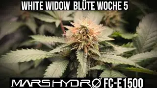White Widow Buds werden fett 🌸 | Orange Sherbert bl&uuml;ht &ndash; Gorilla Glue nicht?! #420 #marshydro