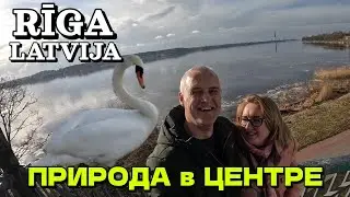 РИГА, ЛАТВИЯ - НАБЕРЕЖНАЯ РЕКИ ДАУГАВА (ПРИРОДНЫЙ ПРОМЕНАД) / ПОЛЧИЩЕ ЛЕБЕДЕЙ в РИГЕ / Март 2023