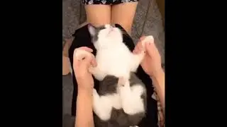 funny cats brand new 2021 !!