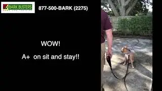 Bentley- Adoption Video- Bark Busters Home Dog Training
