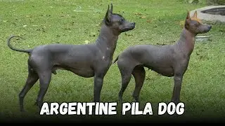 Argentine Pila Dog Hairless Dog Breeds Buying Cost, Diet, Care Sheet Guide for Beginners