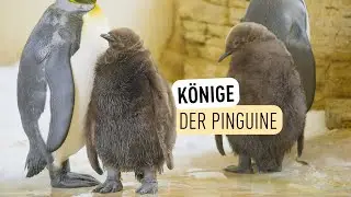 Zwei Königspinguin-Küken geschlüpft I Tiergarten Schönbrunn