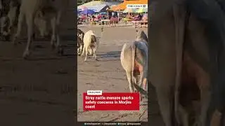 Stray cattle menace sparks safety concerns in Morjim coast