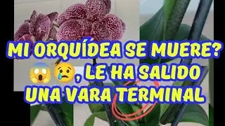 ¿MI ORQUÍDEA VA A MORIR?😱😢, LE HA SALIDO UNA VARA TERMINAL.