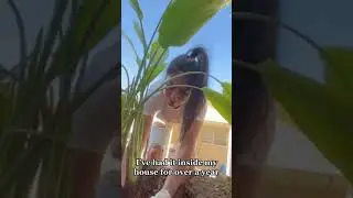 How to plant Bird of Paradise