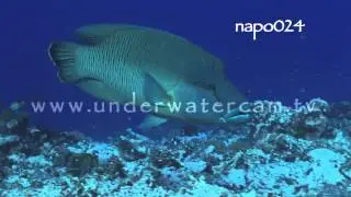 Maori wrasse, humphead wrasse, napolean wrasse, stock footage: napo024