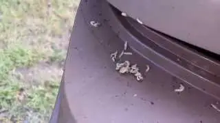 Maggots on Organic Recycling Bin