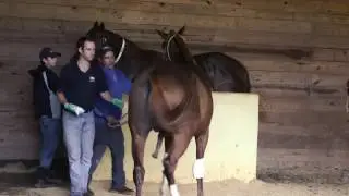 Stallion Semen Collection - Artificial Insemination