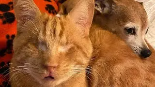 Rudy the Rescued Blind Cat Has a Sixth Sense You Won&rsquo;t Believe | Tails & Hugs