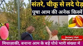 संतरे,चीकू से लदे पेड़,मियाज़ाकी,बनाना आम के बड़े पौधे बड़े पैकेट में, पूषा की अनेक किस्में #nursery