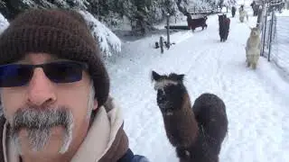 A Snowy Walk with Alpacas following
