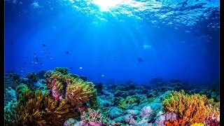 Underwater footage | Music | Nature Relaxation | Sea Life