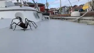 Spidser is attacking