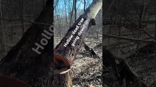 I Looked Inside a Hollow Death Tree #forestry#forestlife#nature#trees#woodland#outdoors#naturevideo